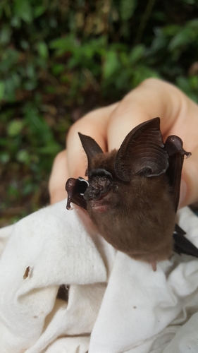 Hipposideros ridleyi