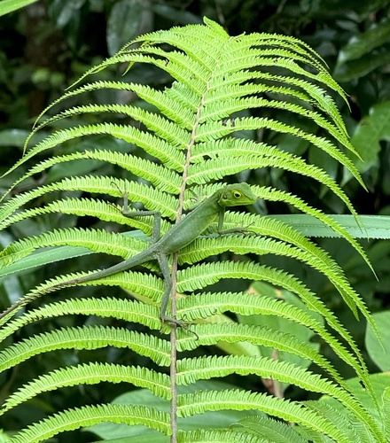 Bronchocela cristatella