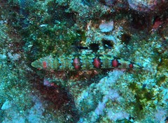 Synodus rubromarmoratus