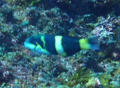 Thalassoma nigrofasciatum