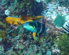 Thalassoma nigrofasciatum