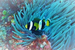 Amphiprion latezonatus