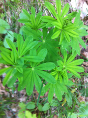 Lupinus caudatus