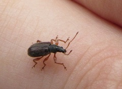 Phyllobius oblongus
