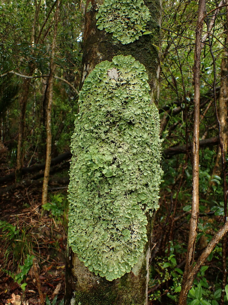 Cetrelia braunsiana