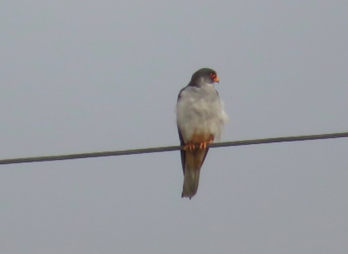Amur Falcon