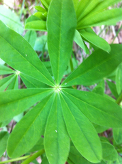 Lupinus caudatus