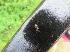 Phyllobius oblongus