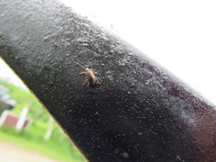 Phyllobius oblongus