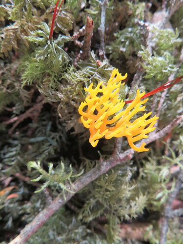 Calocera viscosa