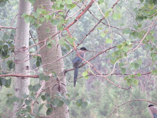 Cyanopica cyanus interposita