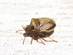 Eysarcoris aeneus