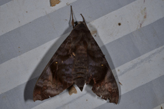 Acosmeryx pseudonaga