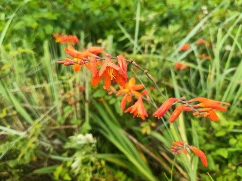 Garden Montbretia