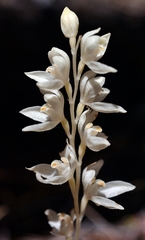 Cephalanthera austiniae