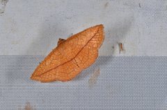 Striglina