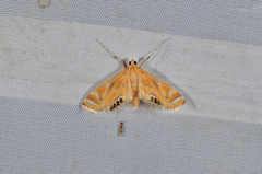 Eoophyla sejunctalis