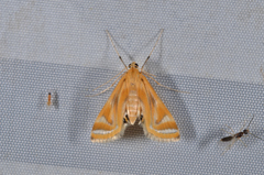 Eoophyla sejunctalis