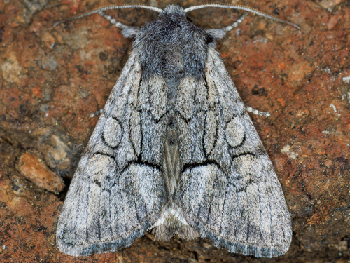 iNaturalist observation photo of Eremobina unicincta