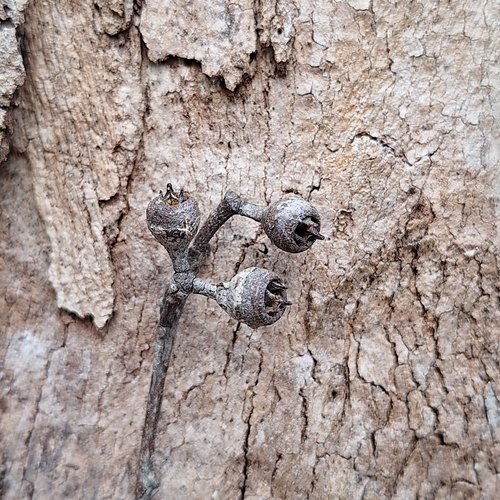 Image of Eucalyptus seeana by (c) Greg Tasney, some rights reserved (CC BY-SA)