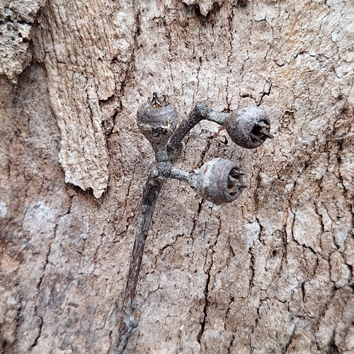 Image of Eucalyptus seeana by (c) Greg Tasney, some rights reserved (CC BY-SA)