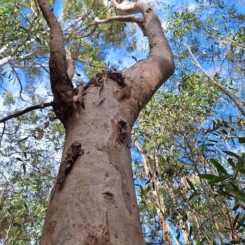 Image of Eucalyptus seeana by (c) Greg Tasney, some rights reserved (CC BY-SA)