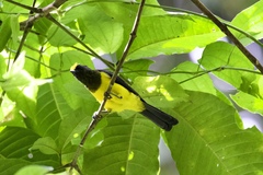 Melanochlora sultanea