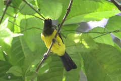 Melanochlora sultanea