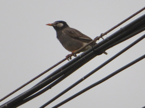 White-cheeked Starling