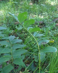 Polygonatum multiflorum