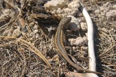 Sceloporus slevini