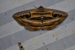 Spirama helicina