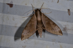 Acosmerycoides harterti