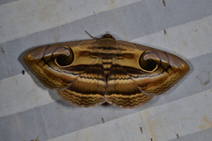 Spirama helicina