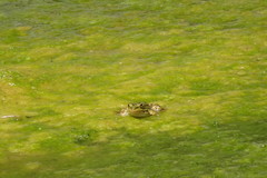 Pelophylax saharicus