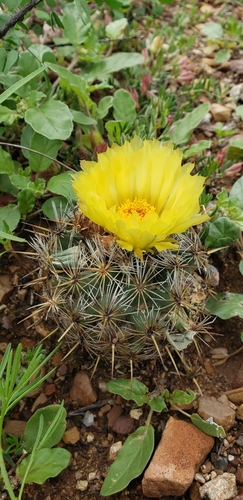 Coryphantha echinoidea
