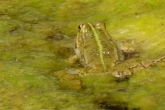 Pelophylax saharicus