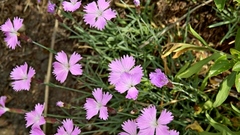 Dianthus gratianopolitanus