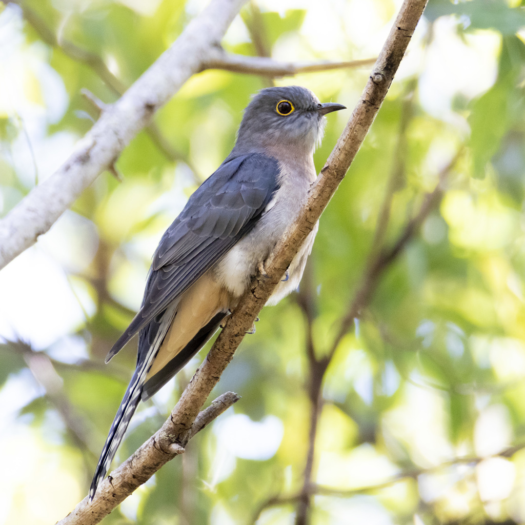 Cacomantis Cuckoos