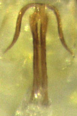 Anzygina agni