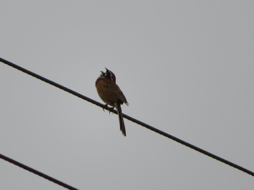 Meadow Bunting