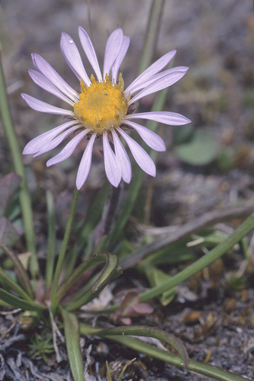 Oreostemma alpigenum