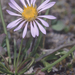 Tundra Aster - Photo (c) 2013 California Academy of Sciences, some rights reserved (CC BY-NC-SA)