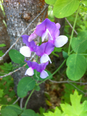 Lathyrus pauciflorus