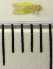 Anzygina agni