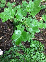 Ribes rubrum
