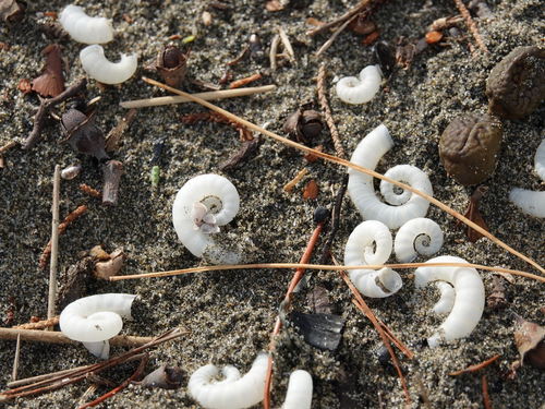 photo of Ram's Horn Squid (Spirula spirula)