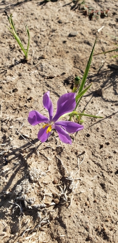 Image of Nemastylis tenuis by (c) Ricardo Olivo Rodríguez, some rights reserved (CC BY-SA)