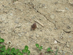 Erynnis icelus image