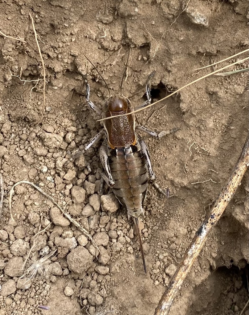 coulee cricket
